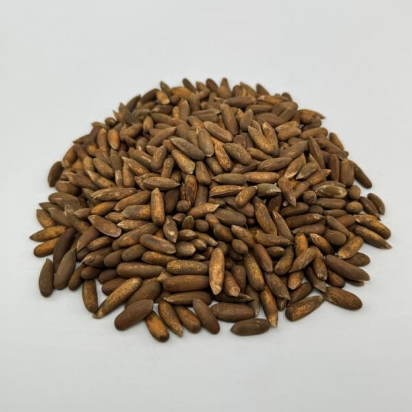 Pine Nuts - Image 3